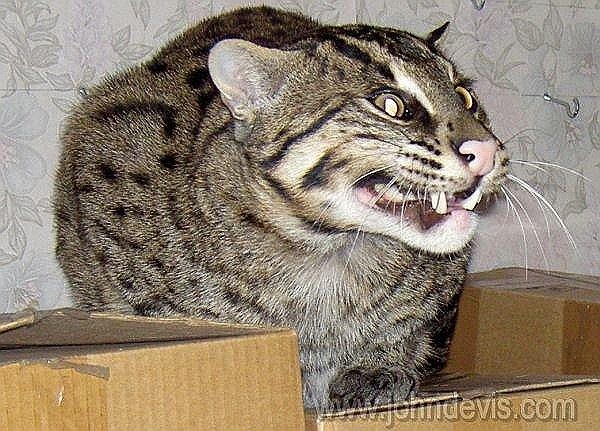 Купить камышового кота фото Ответы Mail.ru: Кто внутри тебя?