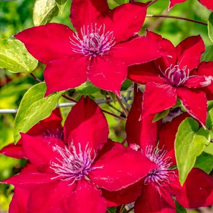 Купить клематисы фото Spring Hill Nurseries Nubia Clematis Vine, Live Bareroot Perennial Plant, Red Fl