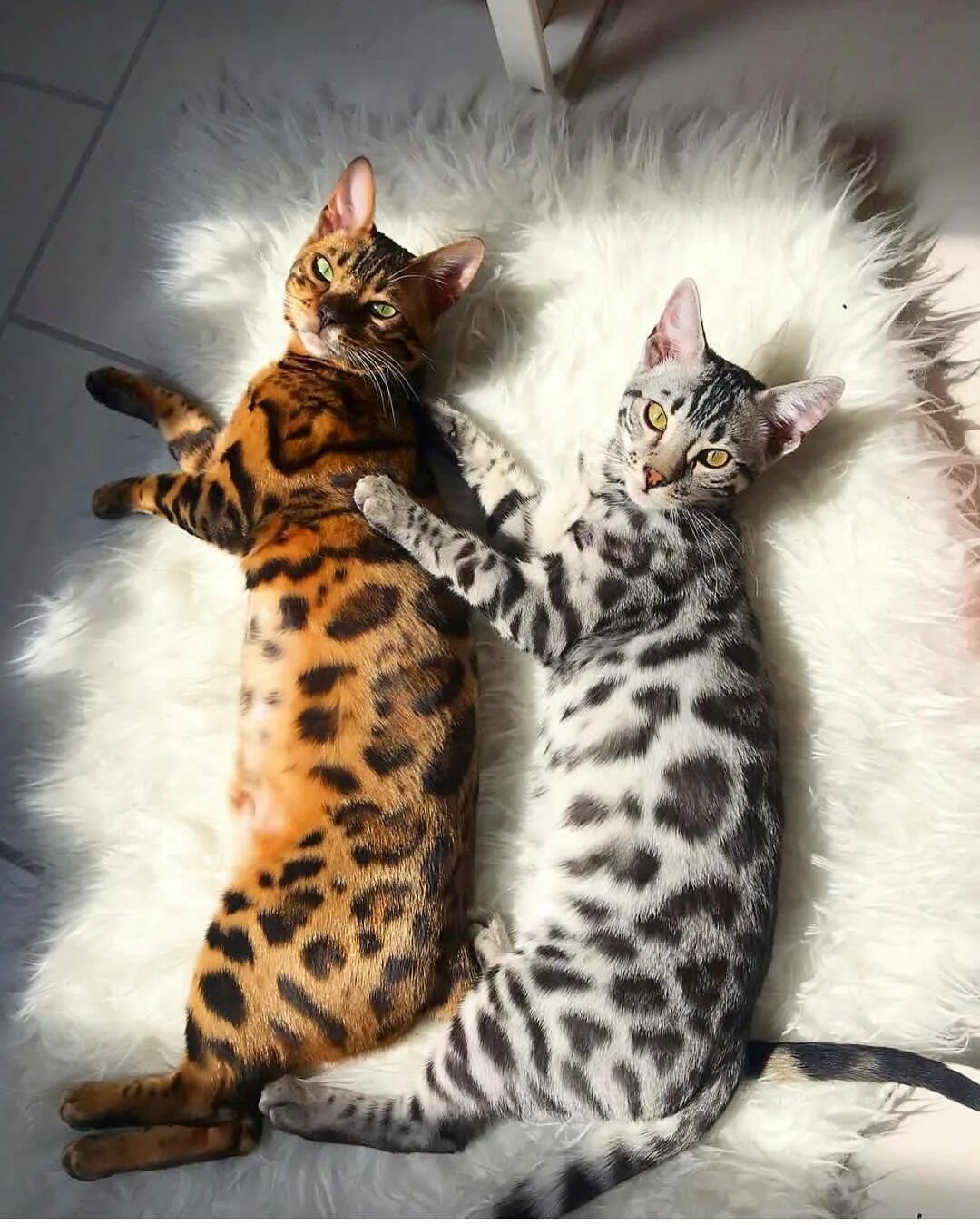 Купить кошку фото Milow and Murky Bengal cat, Bengal kitten, Cute animals