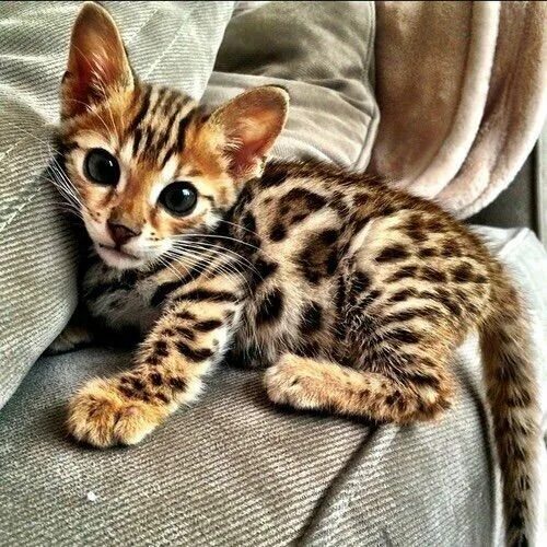 Купить кошку фото Top Ten Cutest Cat Breeds Bengal kitten, Cute cat breeds, Baby cats
