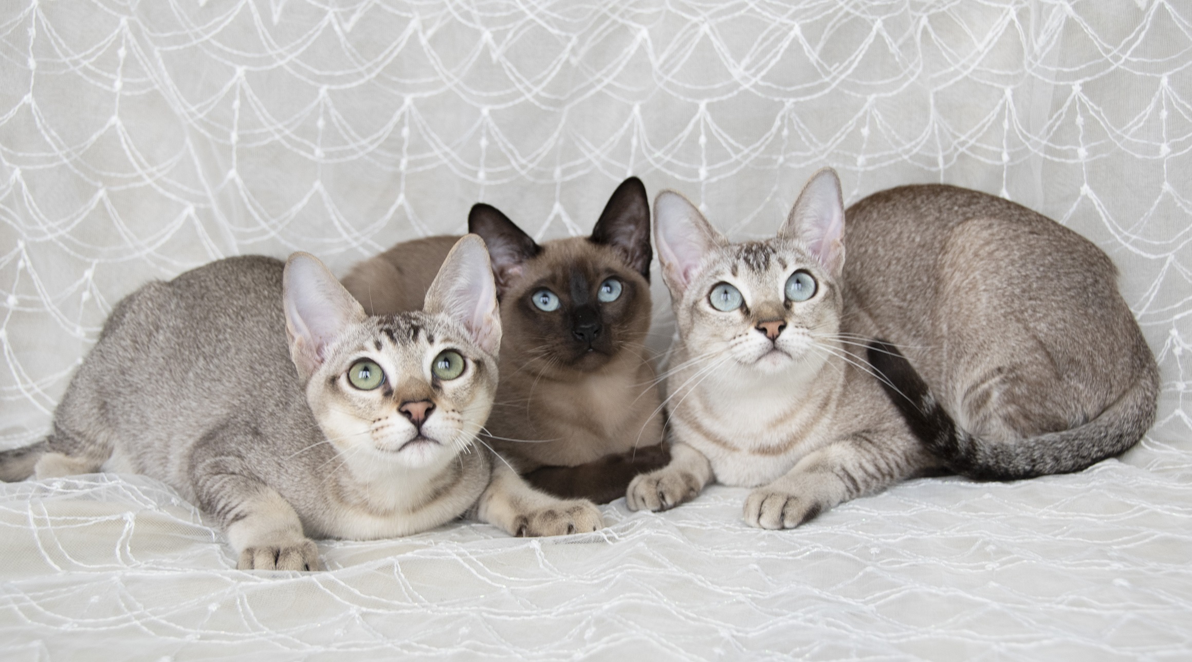 Купить кошку фото Коты Питомника "Эдельвейсс" - тонкинские кошки.