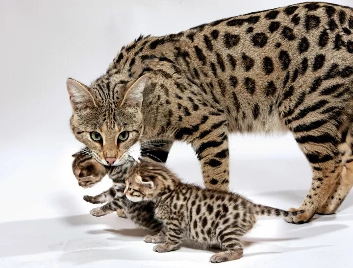 Купить кошку фото Самая большая кошка в мире, фото больших домашних кошек - Pet-Mir.ru
