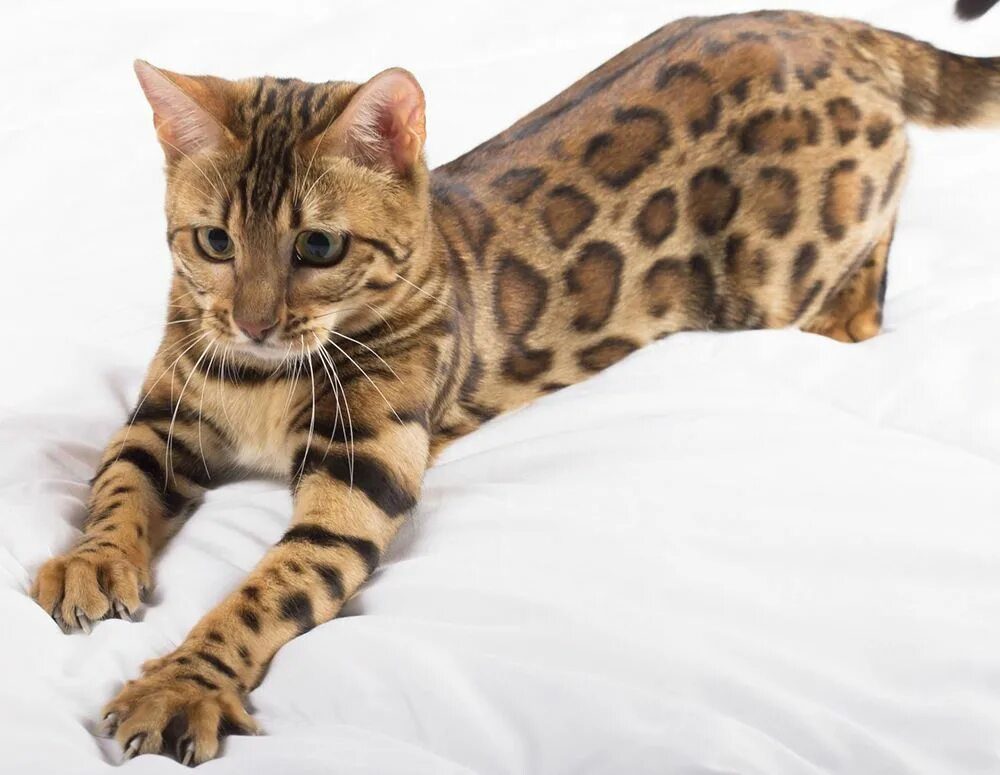 Купить кошку фото Особенности пород кошек, которые подходят людям с аллергией на животных