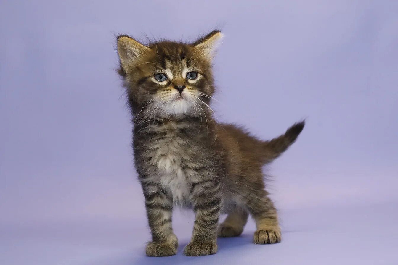 Купить кошку в красноярске фото цены Сибирский котенок. кот LUCKY ⋆ сайт питомника Сибирских кошек и Невских Маскарад
