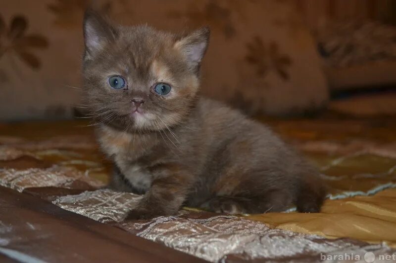 Купить кошку в красноярске фото цены Купить продам котят в Красноярске - объявление № Т-7045237 (4820566) на Барахла.