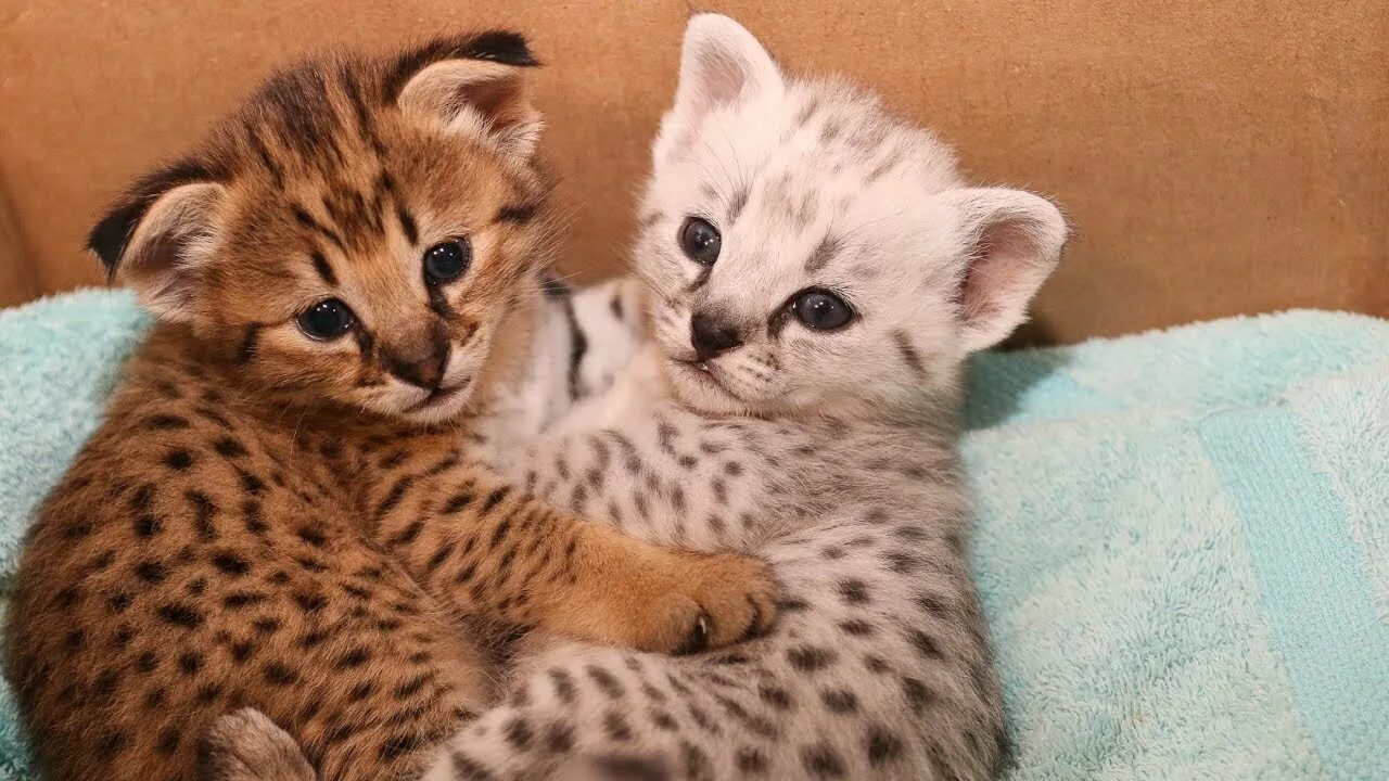 Купить кошку в красноярске фото цены Silver & Gold F2 Savannah Kittens - YouTube