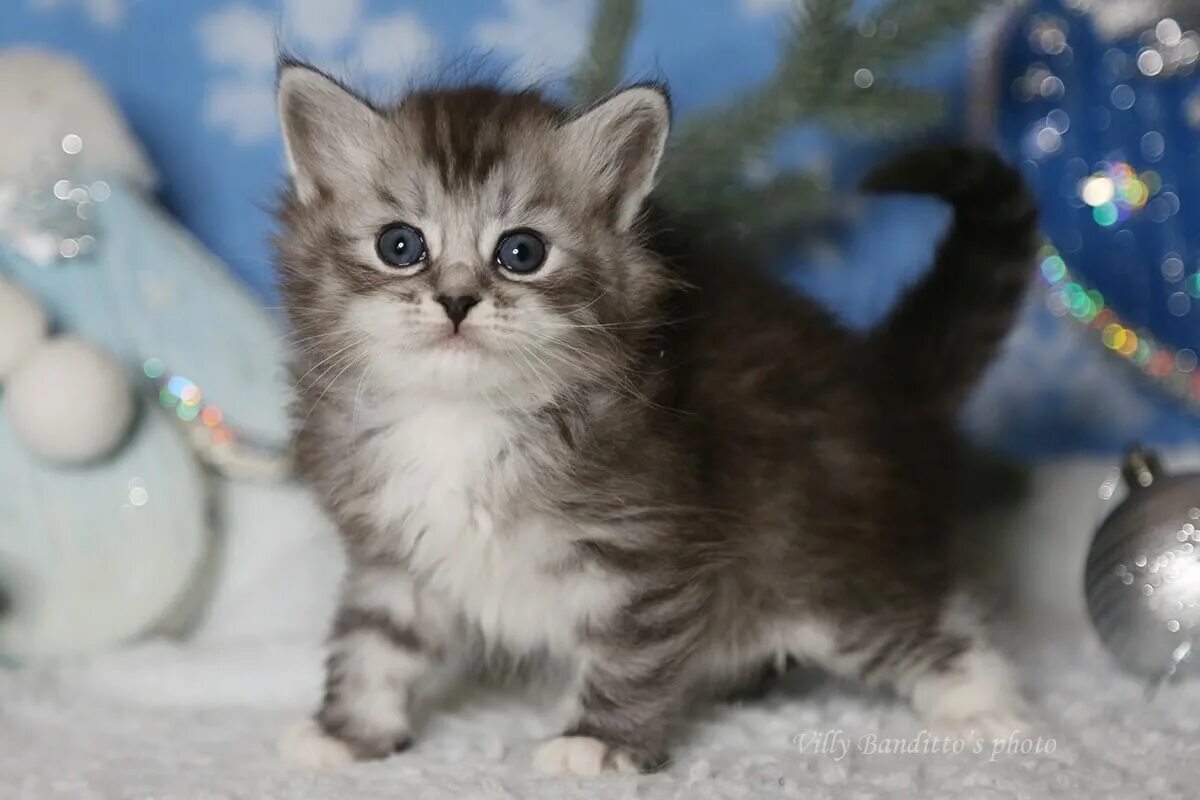 Купить кошку в красноярске фото цены Siberian kittens for sale - litter p IZ TVERSKOGO KNYAZHESTVA and LYUMUR