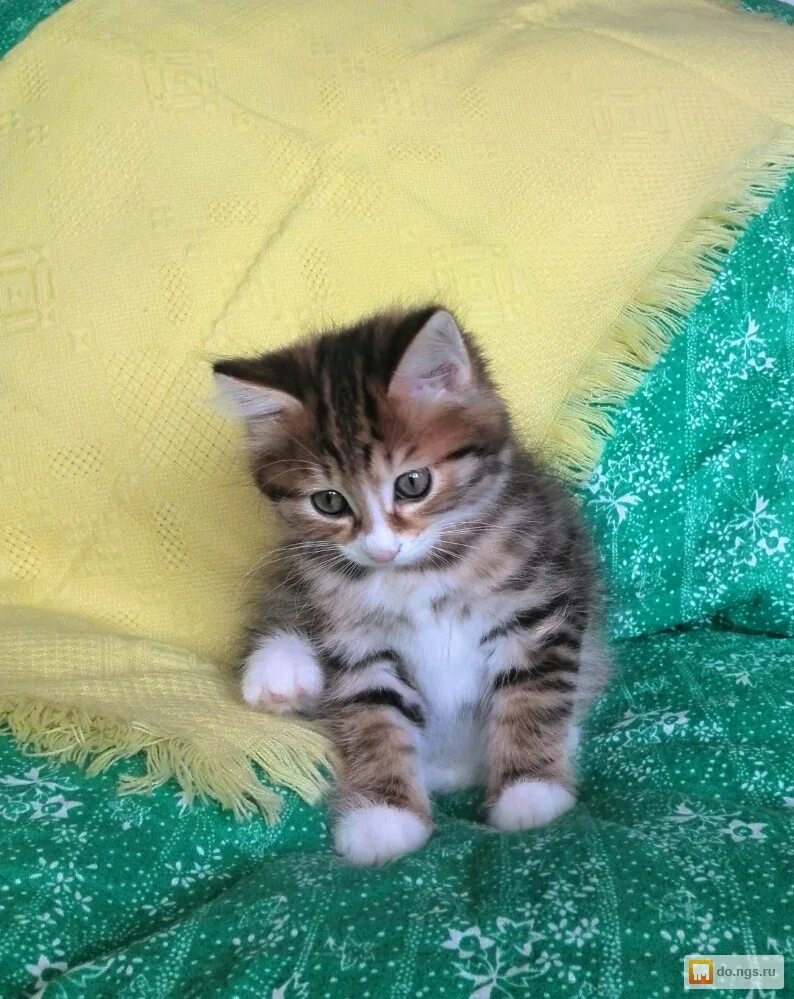 Купить кошку в красноярске фото цены Где Можно Купить Котенок Красноярск