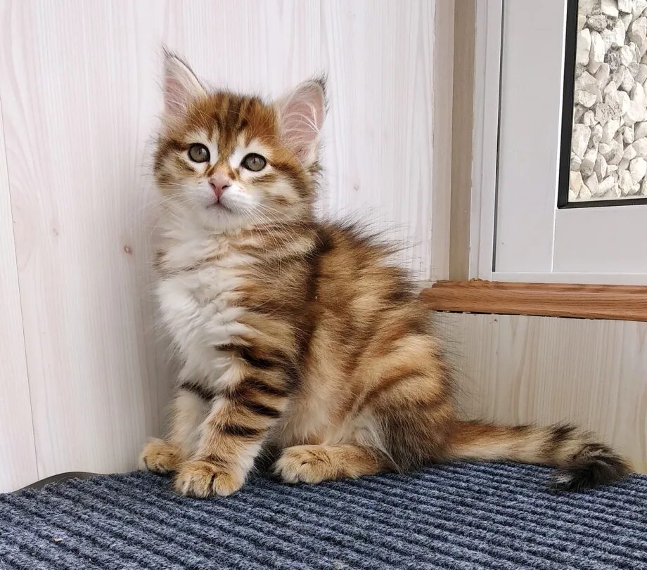 Купить кошку в красноярске фото цены Настоящий сибирский кот - картинки и фото koshka.top