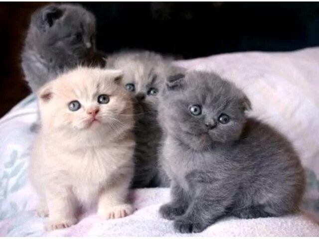 Купить кота фото We have Scottish Fold Kittens for sale. Scottish fold kittens, Munchkin cat, Cat