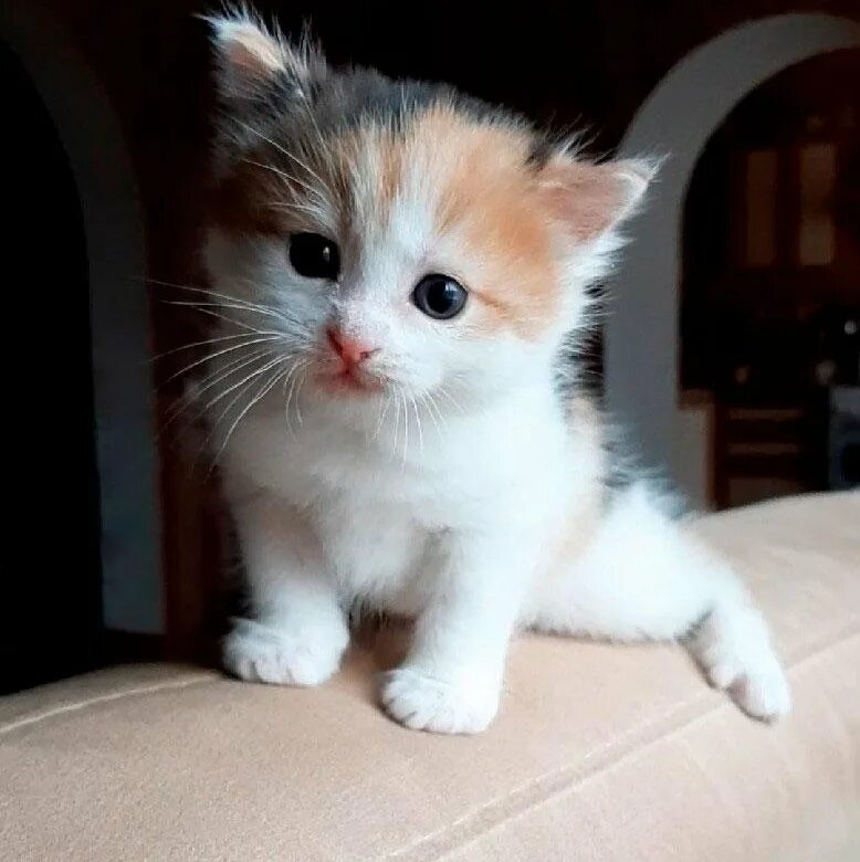 Купить кота фото Котёнок девочка - купить в Перми, бесплатно, продано 13 ноября 2019 - Кошки
