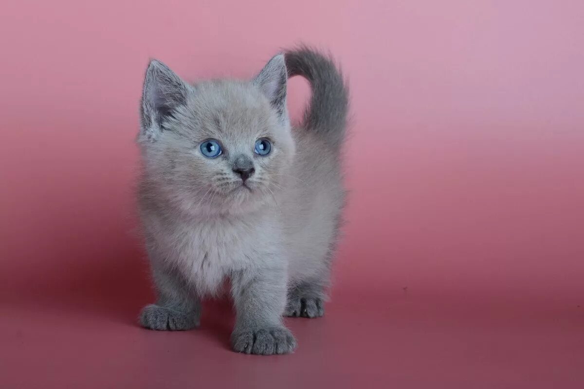 Купить кота фото Котята манчкин - Baby Joy - питомник канадских сфинксов