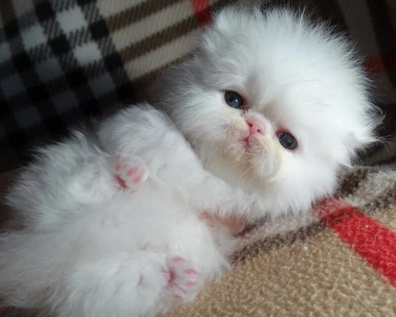 Купить кота фото Персидские котята картинки
