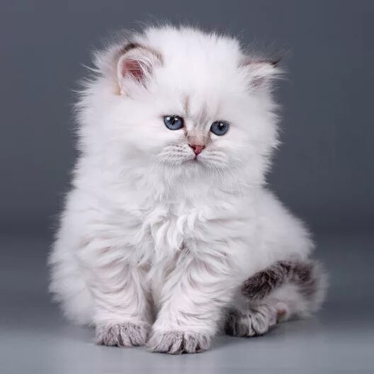 Купить кота фото Купить Длинношерстного Кота - Zencok.ru