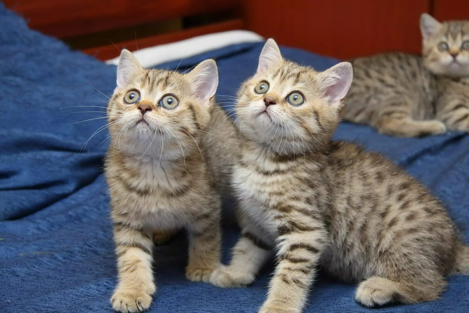 Купить кота фото Короткошерстные кошки котята - картинки и фото koshka.top