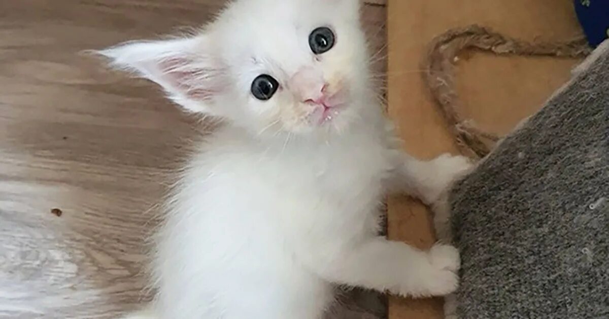 Купить кота фото The girl bought an ordinary cat on the market, but a year later he turned into a