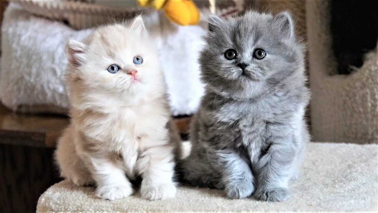 Купить кота фото Милые смешные британские длинношерстые котята играют - YouTube