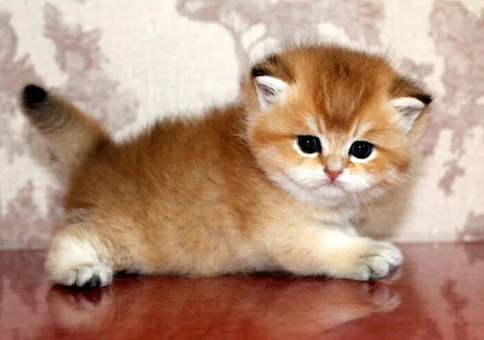 Купить кота фото Ответы Mail.ru: существуют ли такие котята? если да, то где их можно найти.. зар