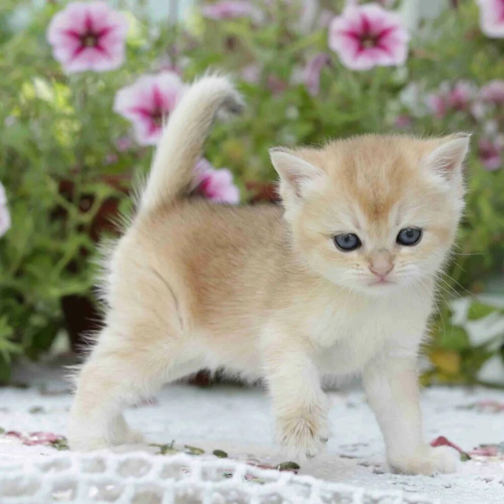 Купить кота фото Сколько стоят котята картинки