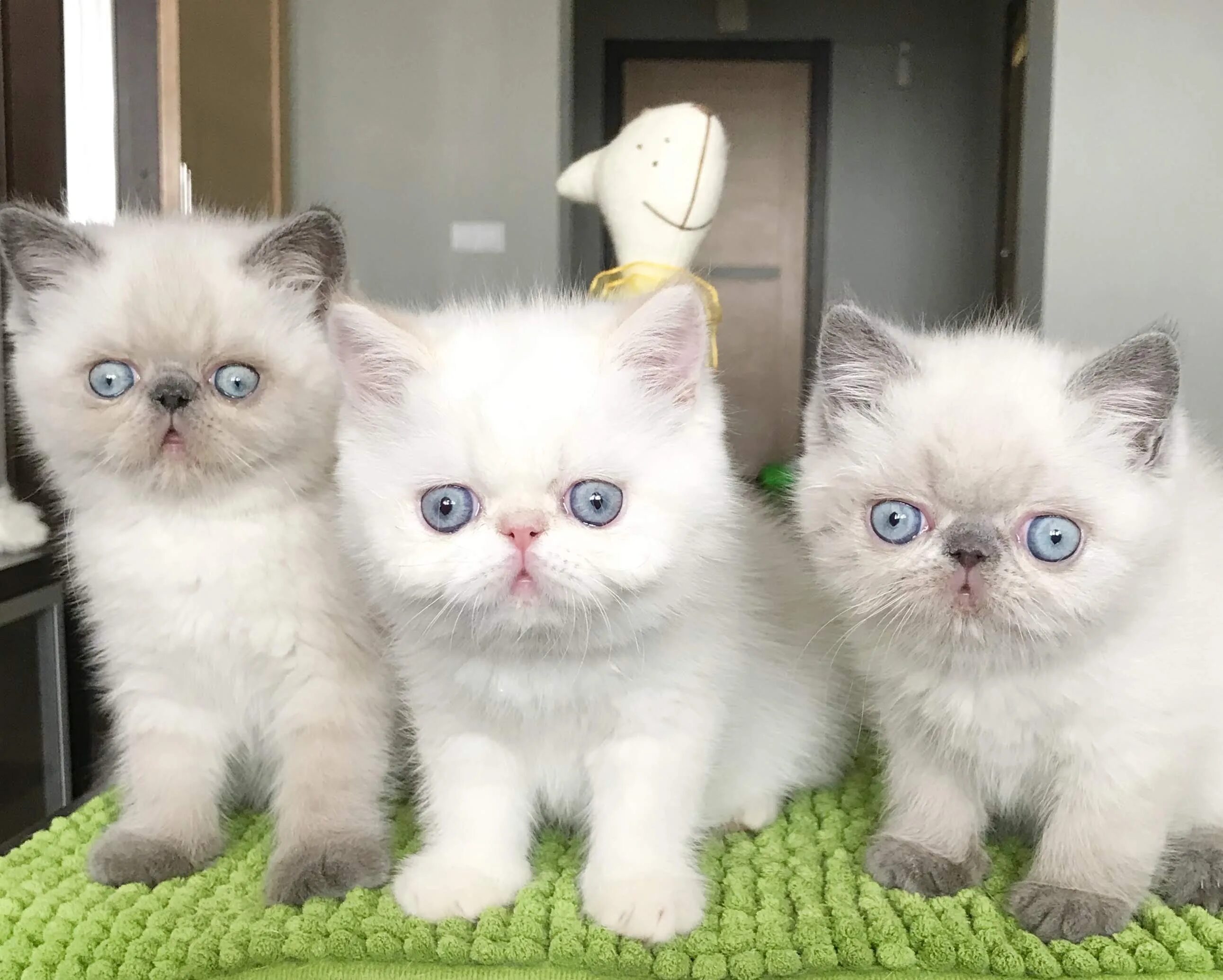 Купить кота фото Персидская кошка котенок - картинки и фото koshka.top