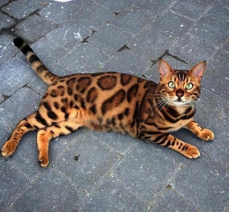 Купить кота цена фото Pin on Incredible colors of Nature Bengal cat, Pretty cats, Beautiful cats