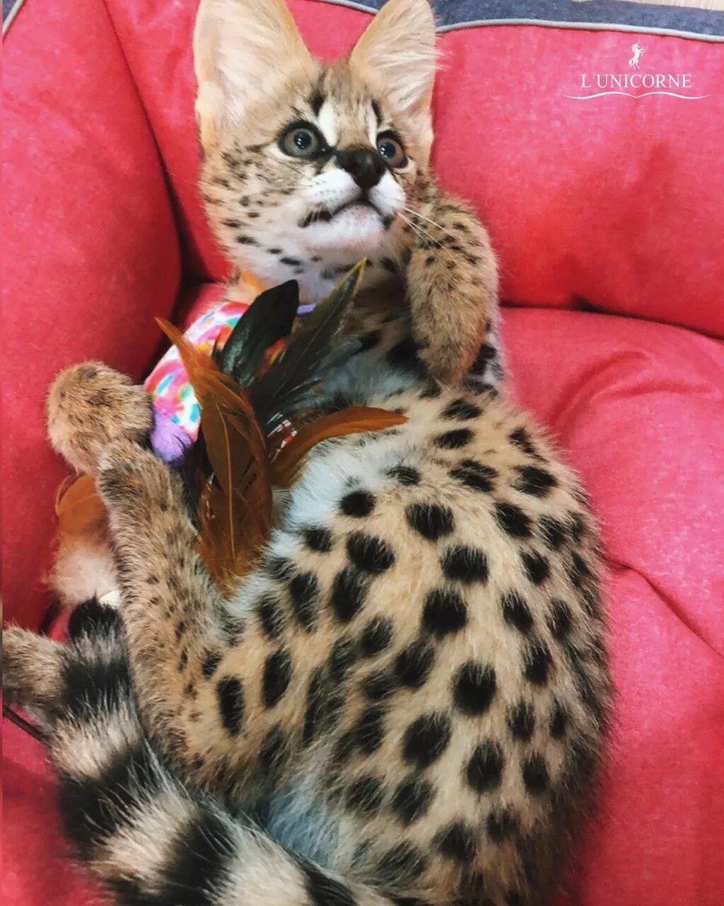 Купить кота цена фото Котенок сервала