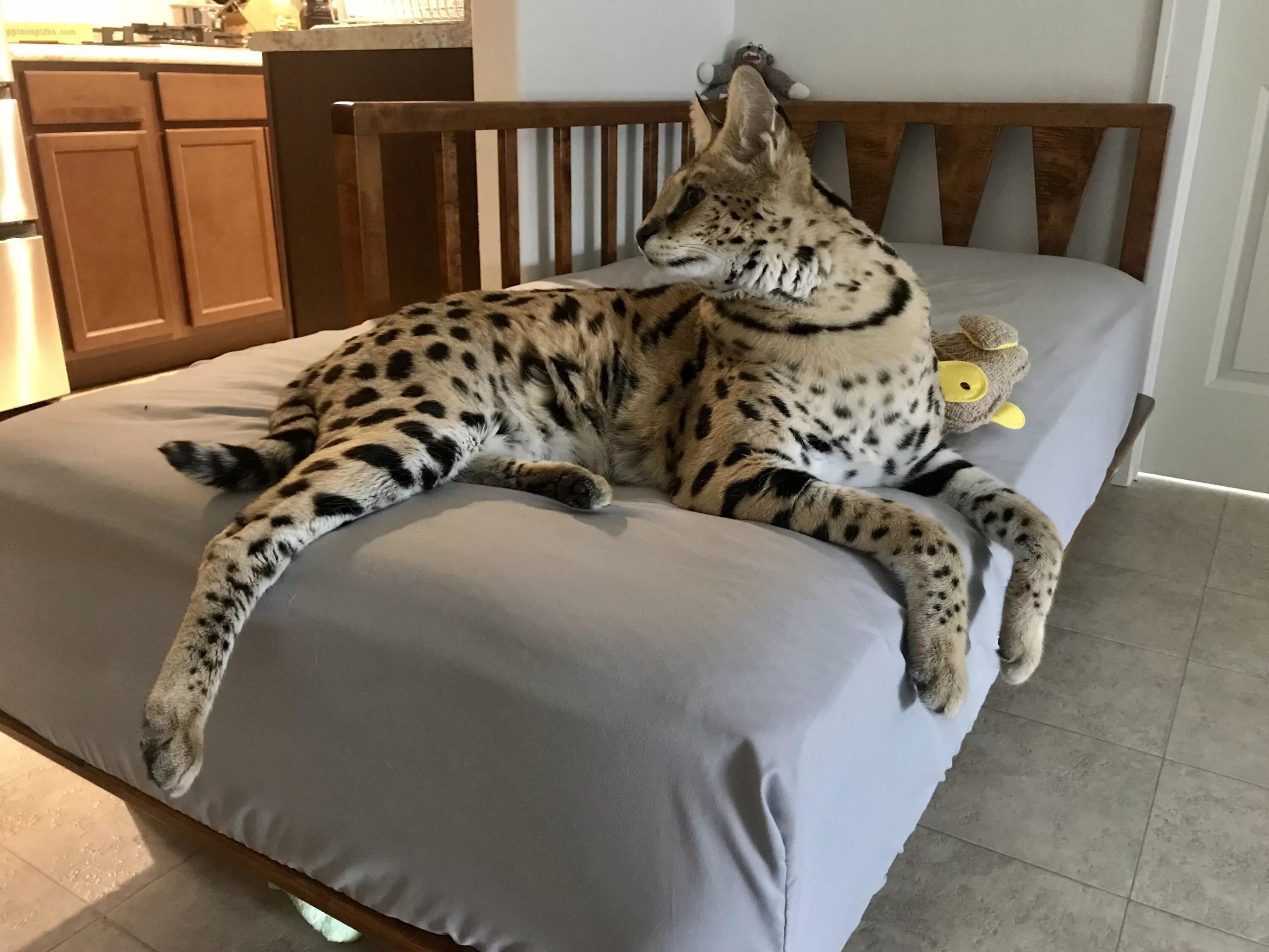Купить кота цена фото Pin by Ana on Cães perigosos in 2024 Serval cats, Exotic cats, Wild cats