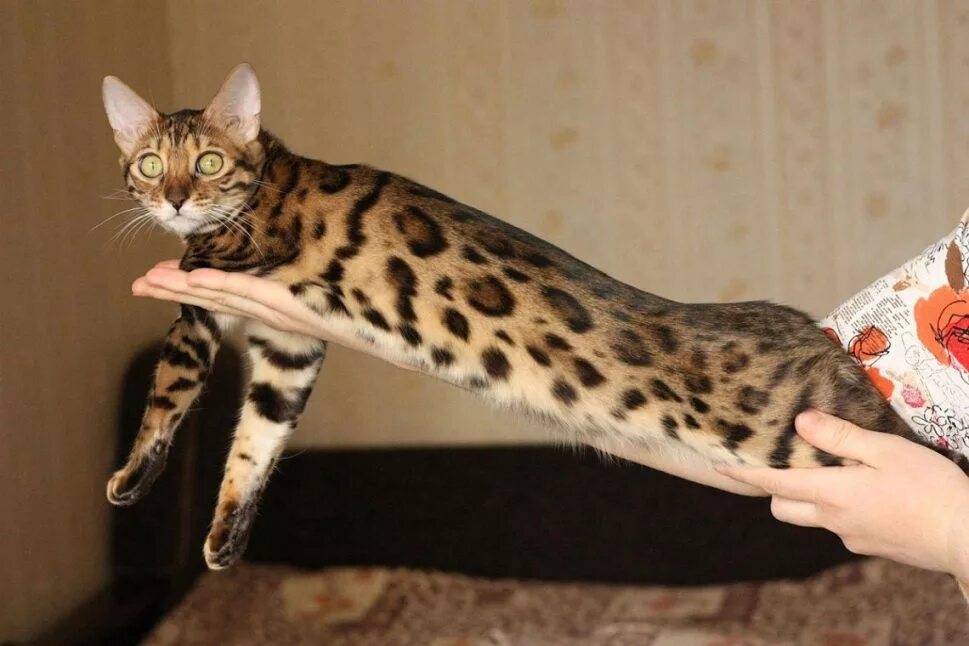 Купить кота цена фото Podroschennaya Bengal cat and kittens