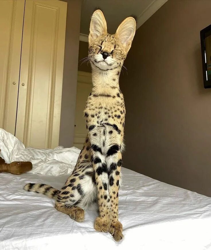 Купить кота цена фото Autumn serval on Twitter: "I’m happy to see you. " Детеныши животных, Милые коти