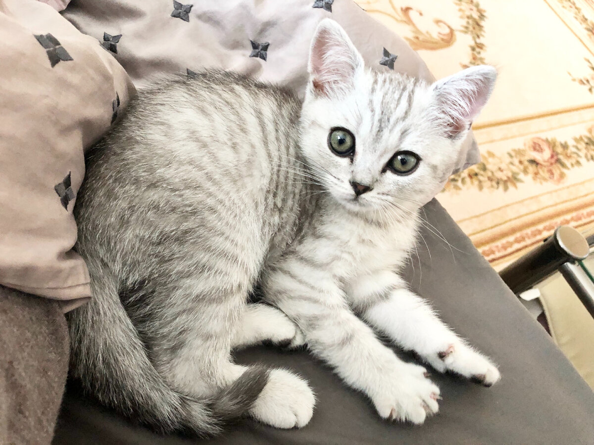 Купить кота цена фото Как правильно выбрать и купить котёнка на Авито. Кот Маню и кошки Дзен