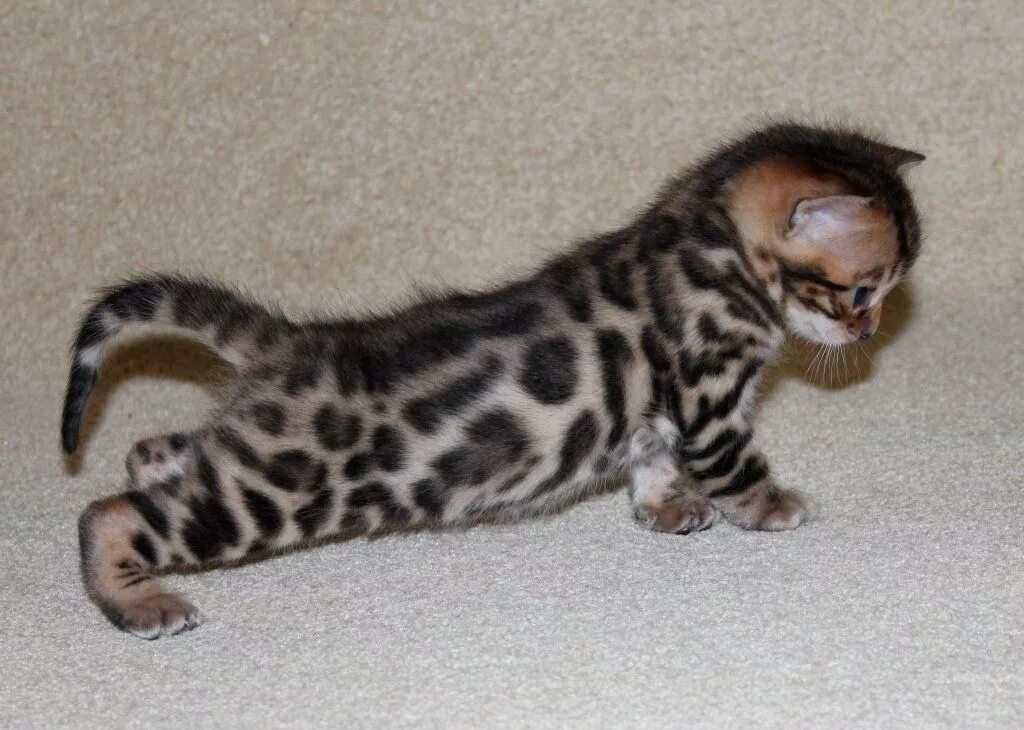 Купить кота цена фото Pin by Sosemke... on Cuki állatok-cute animals.. Asian leopard cat, Animals, Cut