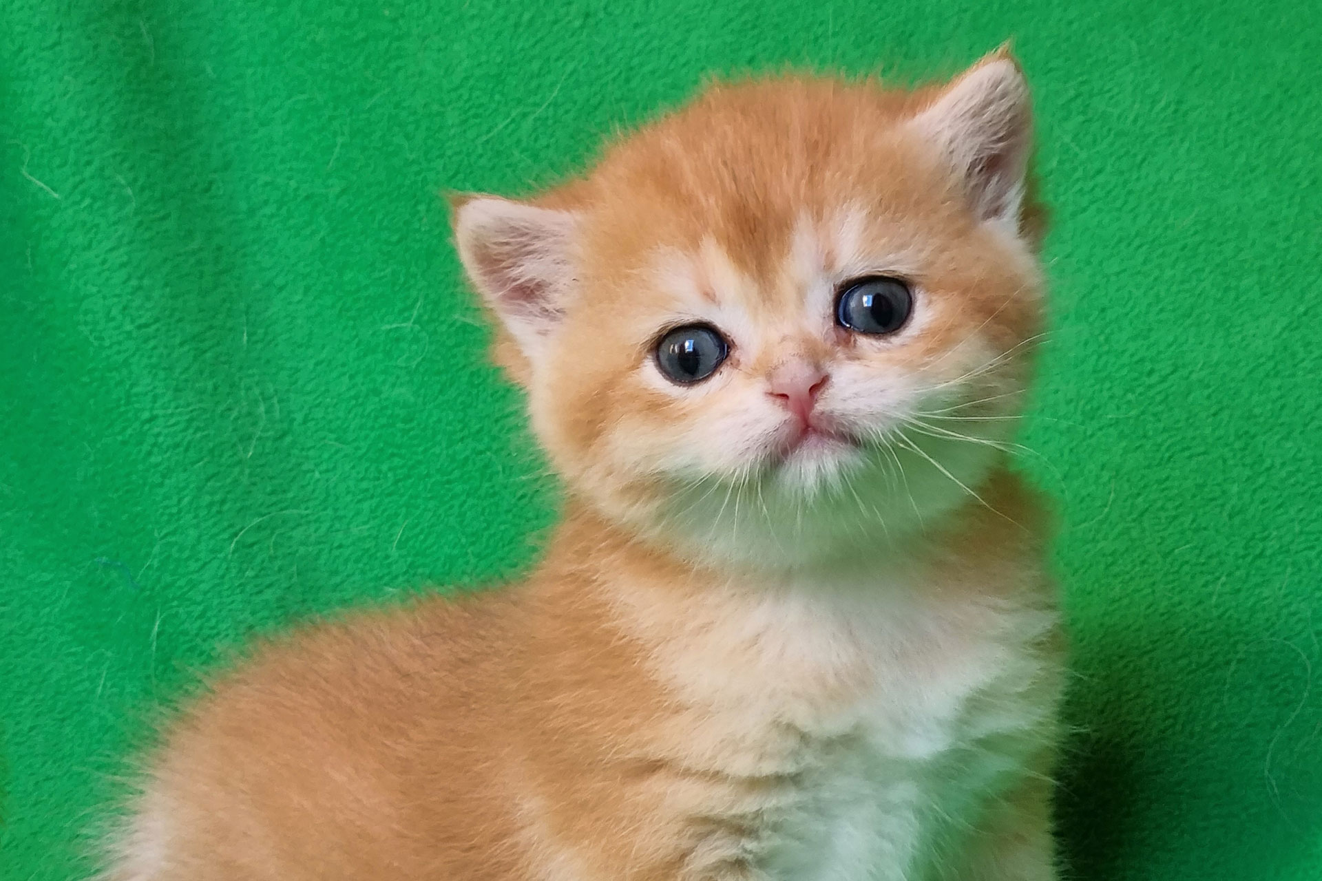 Купить котенка фото цена Коралл - красивое имя-кличка для черного золотого затушеванного (ny 11) британск