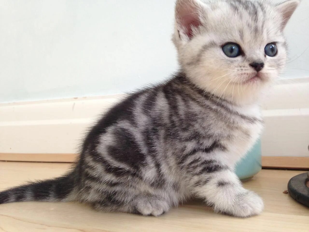 Купить котенка фото цена I'd love it if I had this kitten... It's too cute! Cute puppies and kittens, Tab