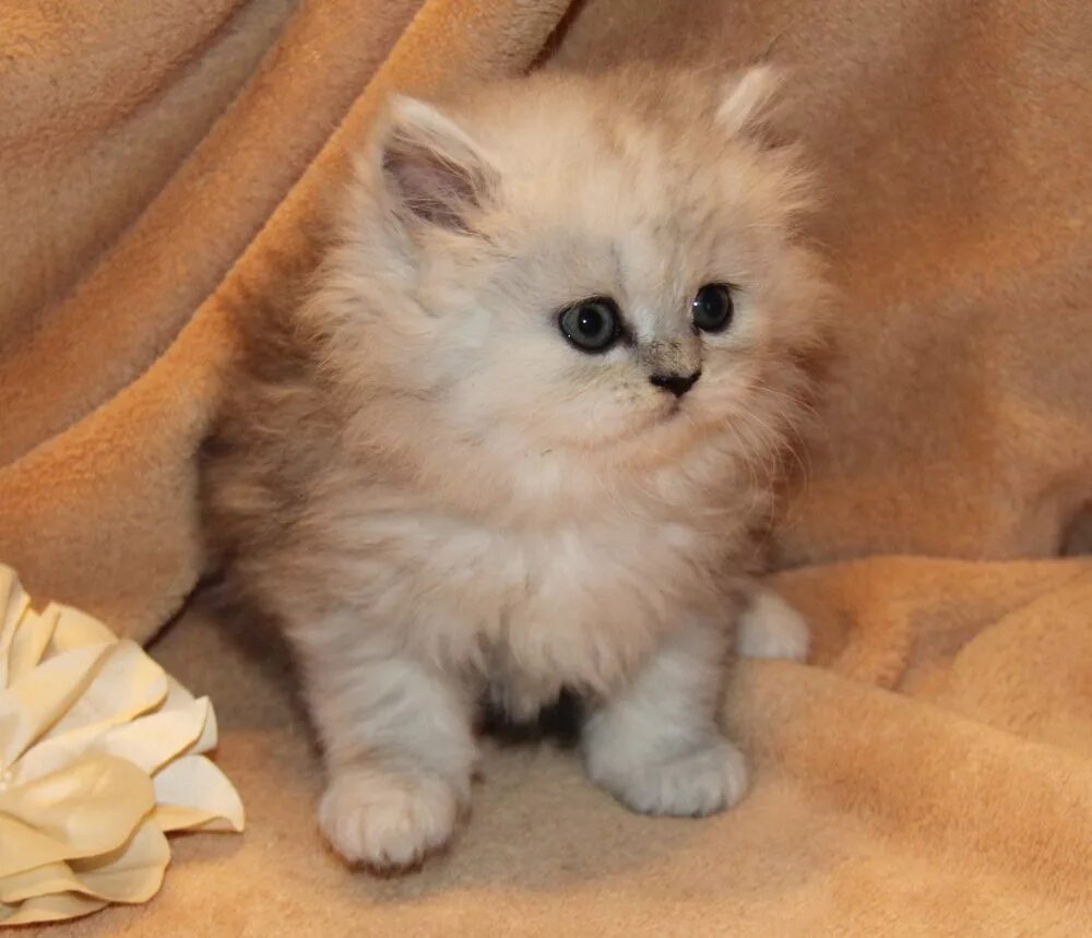 Купить котенка фото цена Норд Марсель Домино Меджик - Персидские классические котята - Продажа породистых