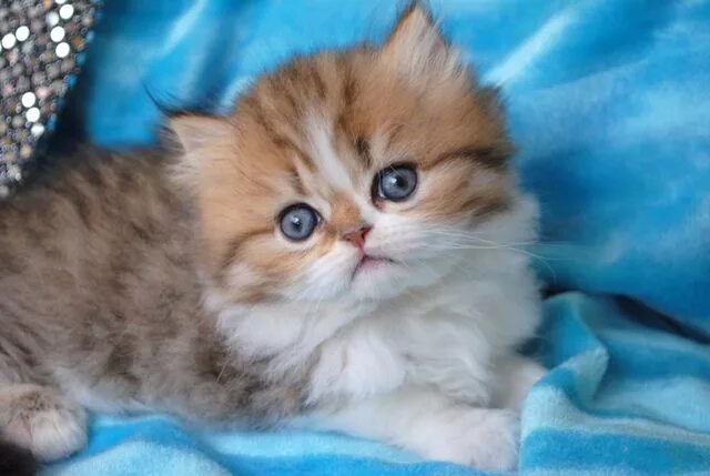 Купить котенка фото цена Munchkin Cat aka Napoleon Cat Munchkin cat, Napoleon cat, Munchkin kitten