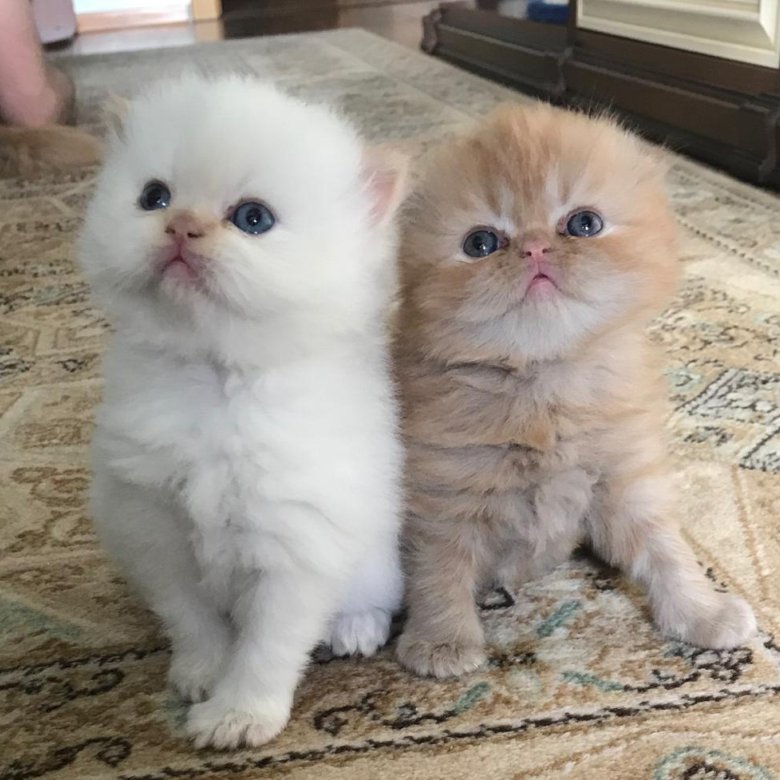 Купить котенка фото цена Персидские котята - купить в Юбилейном, цена 10 000 руб., продано 14 марта 2020 