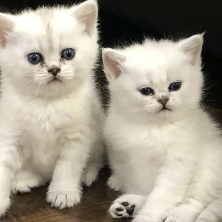 Купить котенка фото цена Продам британских котят - купить в Иваново, цена 3 000 руб., продано 13 апреля 2