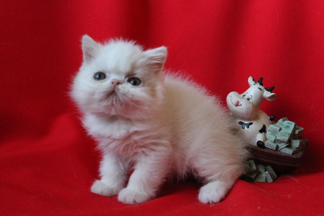 Купить котенка фото цена Elit Cattery продаем котят экзотов и персов, Украина, Россия, Киев, Днепр, Львов