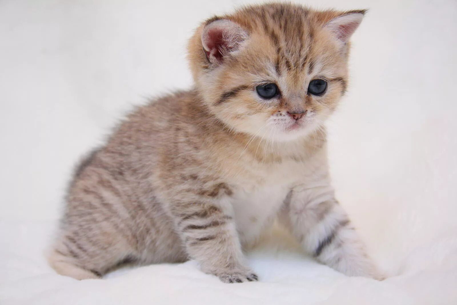 Купить котенка фото цена Котенок мальчик британский короткошерстный (британец) черный золотой пятнистый N