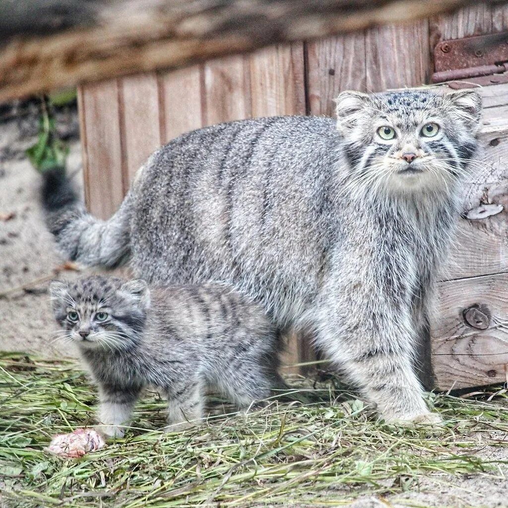 Купить котенка манула в москве цена фото Кот породы манул: найдено 81 картинок