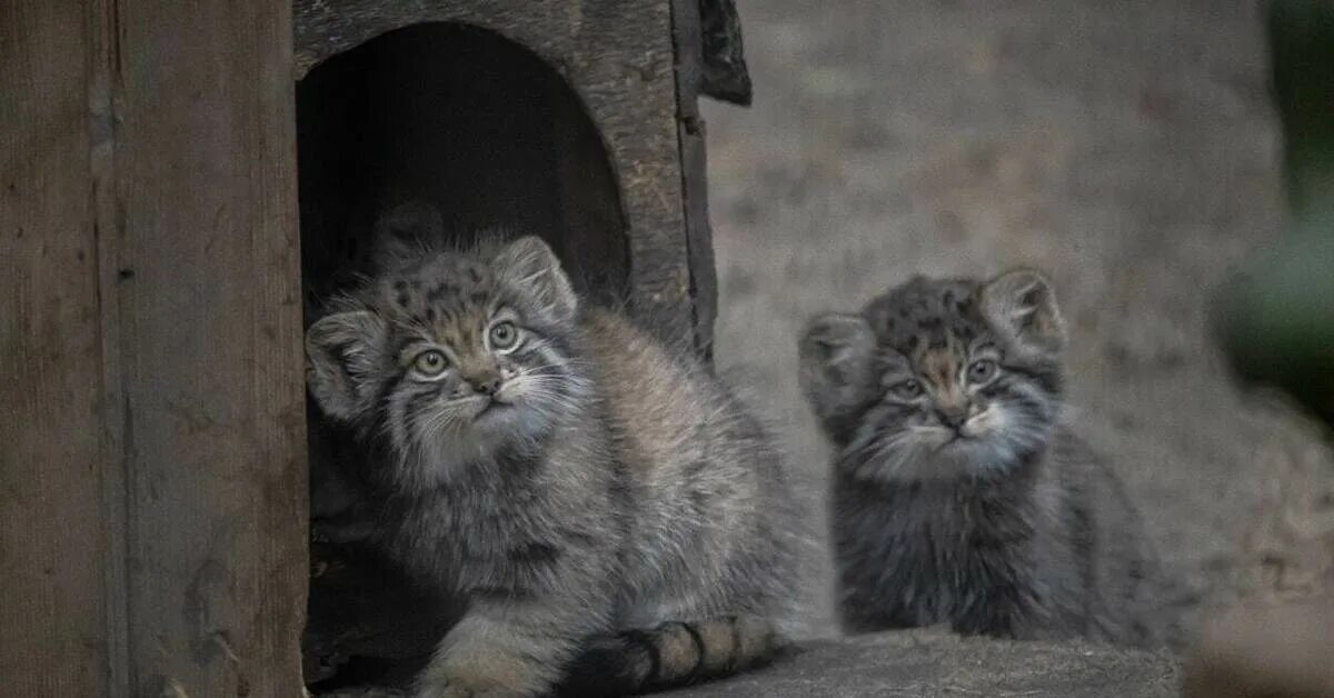 Купить котенка манула в москве цена фото Едят мясо и делают кусь Пикабу