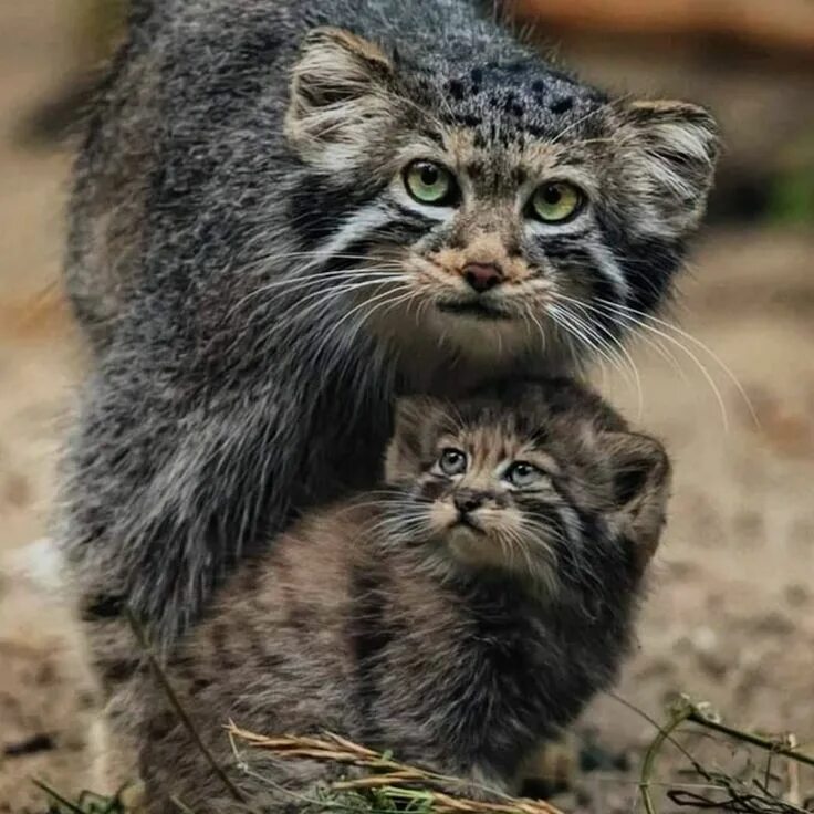 Купить котенка манула в москве цена фото Вадим Манул Pallas's cat on Instagram: "Помните о недавнем потомстве манулов из 
