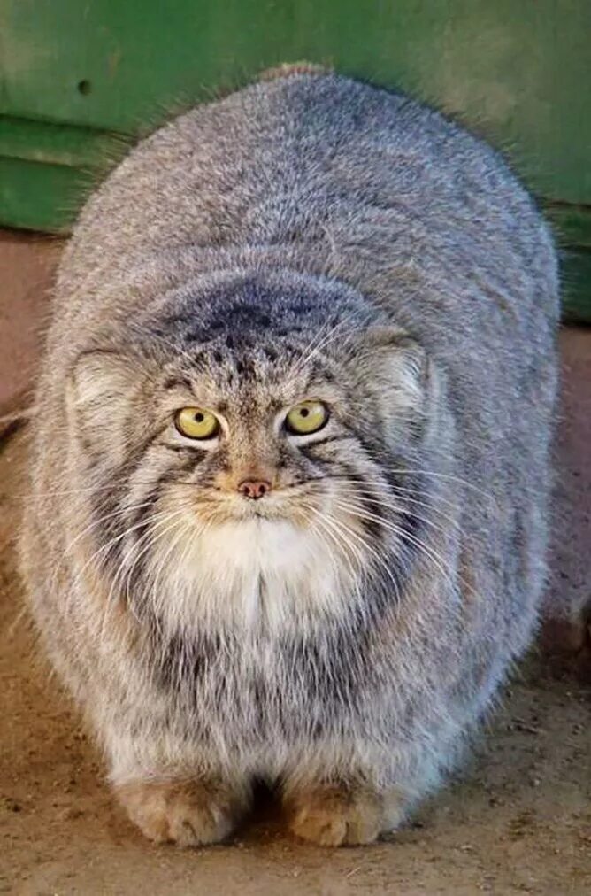 Купить котенка манула в москве цена фото Pin on PEERLESS PALLAS CATS
