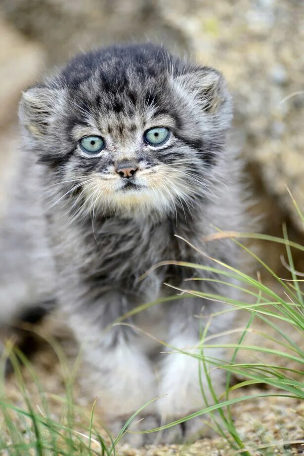 Купить котенка манула в москве цена фото World's fluffiest and angriest kitten becomes star after being abandoned by mum 