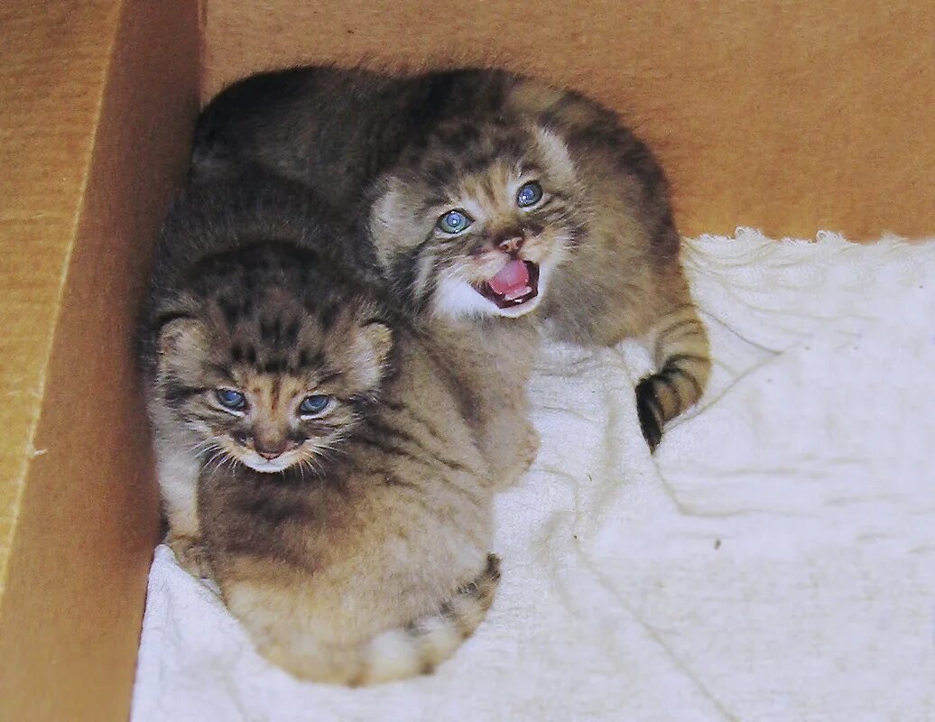 Купить котенка манула в москве цена фото Гибрид манула и домашней кошки 59 фото - ZooClever.ru