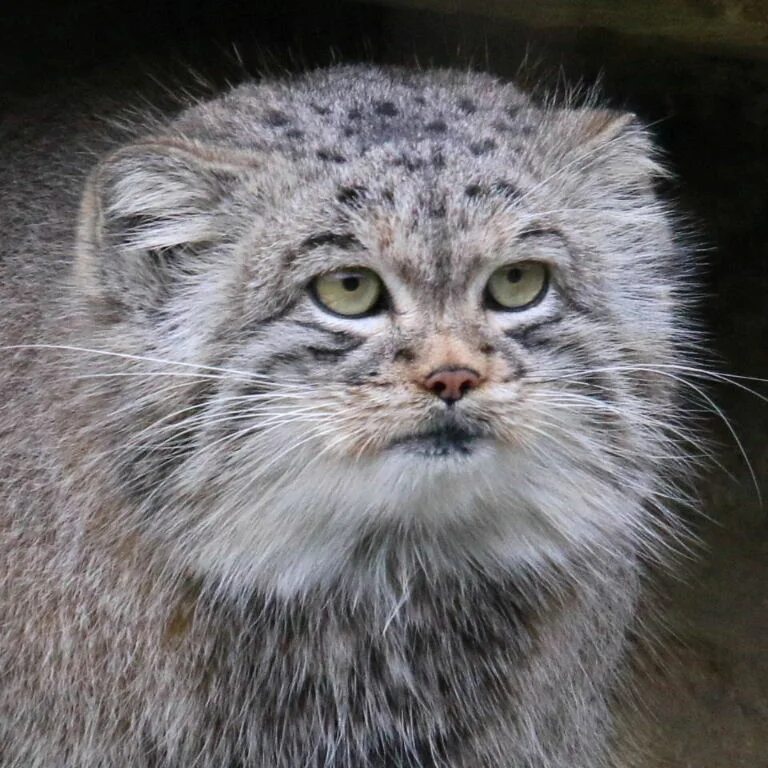 Купить котенка манула в москве цена фото Manul