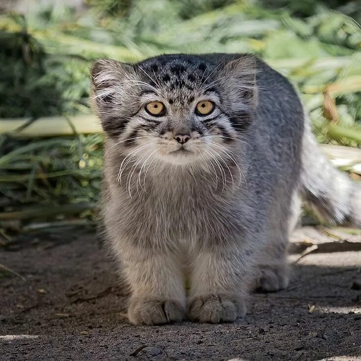 Купить котенка манула в москве цена фото The Siberian Times on Twitter Small wild cats, Wild cats, Pallas's cat