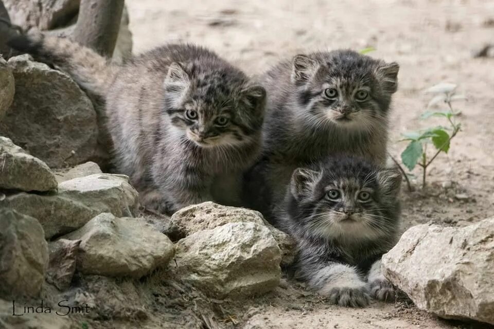 Купить котенка манула в москве цена фото Pin on Wild Cats - Pallas "Manul"