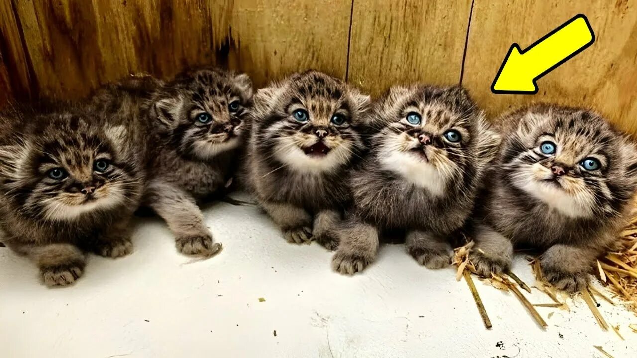 Купить котенка манула в москве цена фото Мужчина нашёл бездомных котят, но это оказались совсем не безобидные котята! - Y