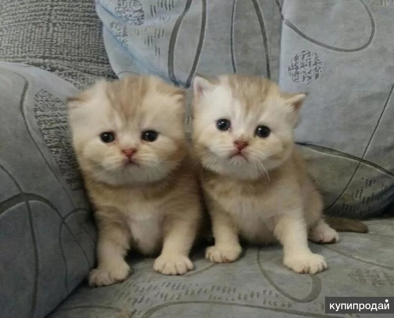 Купить котенка в челябинске фото цена Шотландские котята в Челябинске